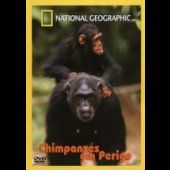 Chimpanzés em Perigo