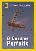 O Enxame Perfeito