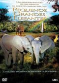 Pequenos Grandes Elefantes